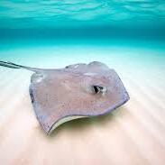 Team Page: TC's Stingrays